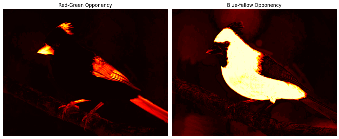 Color Oppenency